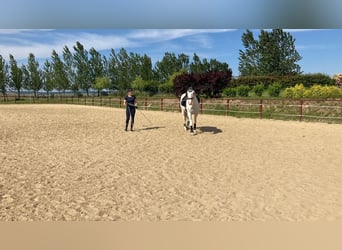 Koń lipicański, Wałach, 13 lat, 160 cm, Siwa