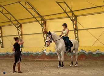 Koń lipicański, Wałach, 13 lat, 160 cm, Siwa