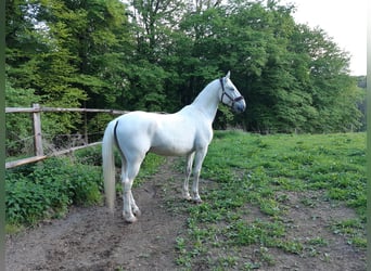 Koń lipicański, Wałach, 13 lat, 165 cm, Biała