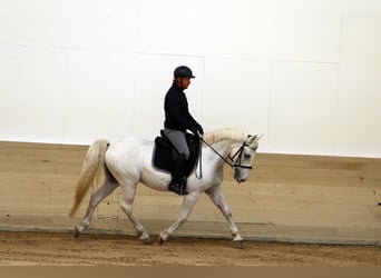 Koń lipicański, Wałach, 14 lat, 155 cm, Siwa