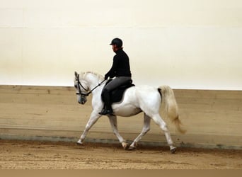 Koń lipicański, Wałach, 14 lat, 155 cm, Siwa