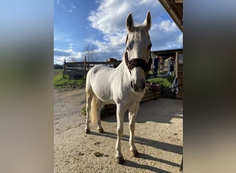 Koń lipicański Mix, Wałach, 14 lat, 162 cm, Siwa