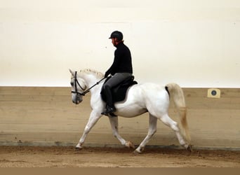 Koń lipicański, Wałach, 15 lat, 155 cm, Siwa