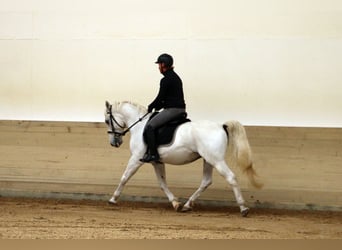 Koń lipicański, Wałach, 15 lat, 155 cm, Siwa