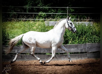 Koń lipicański, Wałach, 15 lat, 158 cm, Siwa
