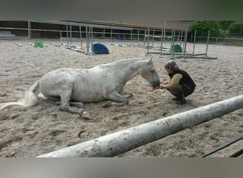 Koń lipicański, Wałach, 17 lat, 152 cm, Siwa