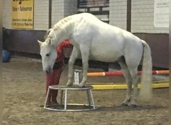 Koń lipicański, Wałach, 17 lat, 152 cm, Siwa