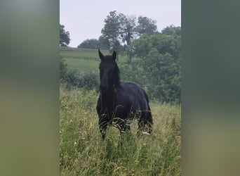 Koń lipicański, Wałach, 1 Rok, 155 cm, Siwa