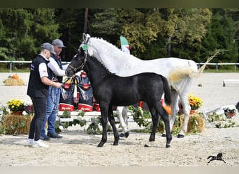 Koń lipicański, Wałach, 2 lat, 155 cm, Siwa