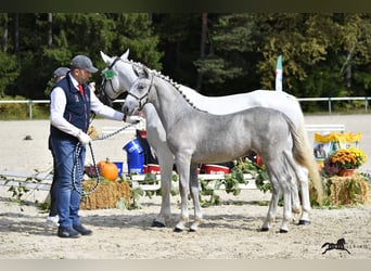 Koń lipicański, Wałach, 2 lat, 158 cm, Siwa