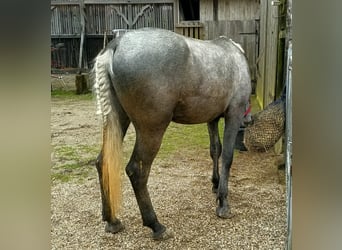 Koń lipicański, Wałach, 2 lat, 162 cm, Może być siwy