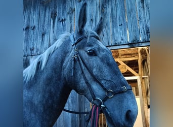 Koń lipicański, Wałach, 2 lat, 162 cm, Może być siwy