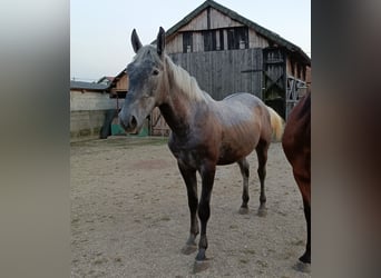 Koń lipicański, Wałach, 2 lat, 162 cm, Może być siwy