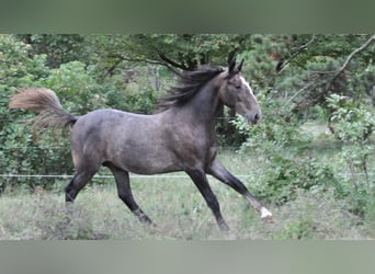 Koń lipicański, Wałach, 2 lat, Siwa jabłkowita