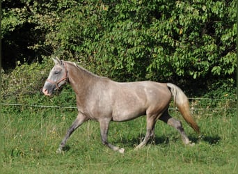 Koń lipicański, Wałach, 3 lat, 147 cm, Siwa