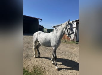 Koń lipicański, Wałach, 3 lat, 150 cm, Siwa