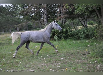 Koń lipicański, Wałach, 3 lat, 152 cm, Siwa