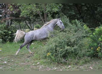 Koń lipicański, Wałach, 3 lat, 152 cm, Siwa