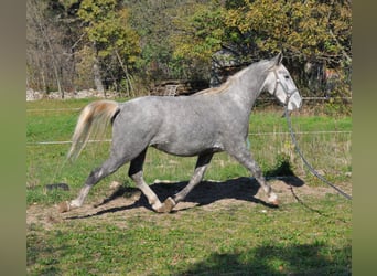 Koń lipicański, Wałach, 3 lat, 152 cm, Siwa