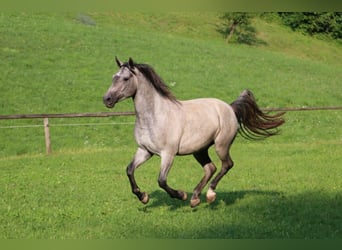 Koń lipicański, Wałach, 3 lat, 154 cm, Siwa