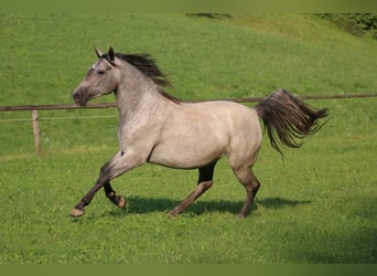 Koń lipicański, Wałach, 3 lat, 154 cm, Siwa