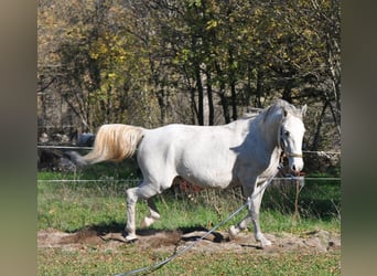 Koń lipicański, Wałach, 3 lat, 154 cm, Siwa