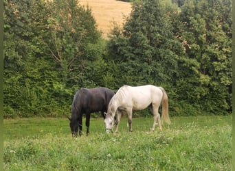 Koń lipicański, Wałach, 3 lat, 155 cm, Kara