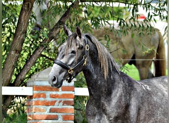 Koń lipicański, Wałach, 3 lat, 157 cm, Siwa jabłkowita