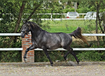 Koń lipicański, Wałach, 3 lat, 157 cm, Siwa jabłkowita