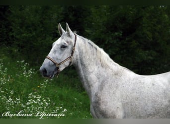 Koń lipicański, Wałach, 3 lat, 160 cm, Siwa