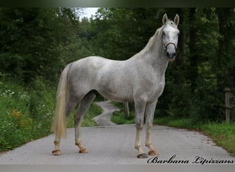 Koń lipicański, Wałach, 3 lat, 160 cm, Siwa