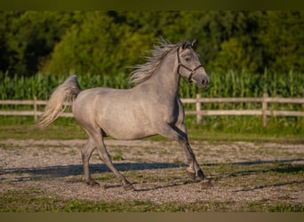 Koń lipicański, Wałach, 3 lat, 160 cm, Siwa