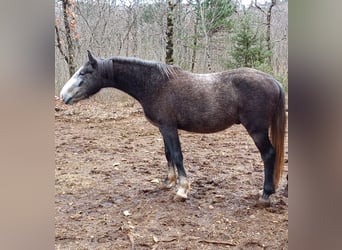 Koń lipicański, Wałach, 3 lat, Siwa jabłkowita