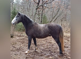 Koń lipicański, Wałach, 3 lat, Siwa jabłkowita