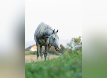 Koń lipicański, Wałach, 4 lat, 147 cm, Siwa