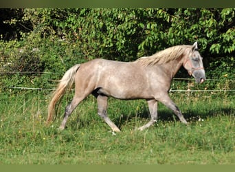 Koń lipicański, Wałach, 4 lat, 148 cm, Siwa
