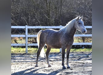 Koń lipicański, Wałach, 4 lat, 148 cm, Siwa
