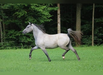 Koń lipicański, Wałach, 4 lat, 154 cm, Siwa