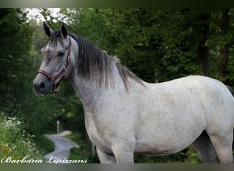 Koń lipicański, Wałach, 4 lat, 154 cm, Siwa
