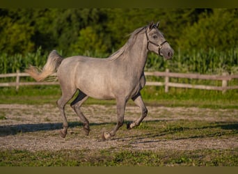 Koń lipicański, Wałach, 4 lat, 160 cm, Siwa