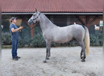 Koń lipicański, Wałach, 4 lat, 160 cm, Siwa