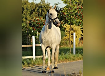 Koń lipicański, Wałach, 4 lat, 161 cm, Siwa