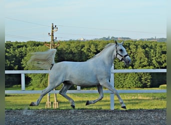 Koń lipicański, Wałach, 4 lat, 161 cm, Siwa
