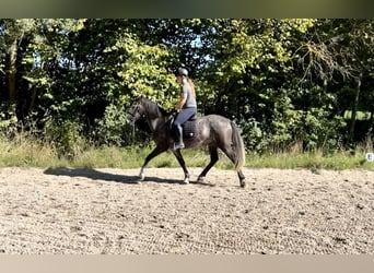 Koń lipicański, Wałach, 4 lat, 164 cm, Siwa