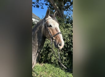 Koń lipicański, Wałach, 4 lat, 164 cm, Siwa