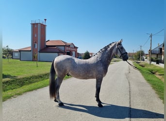 Koń lipicański, Wałach, 4 lat, 165 cm, Siwa