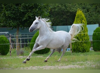 Koń lipicański, Wałach, 5 lat, 145 cm, Siwa