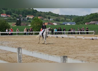 Koń lipicański, Wałach, 5 lat, 145 cm, Siwa