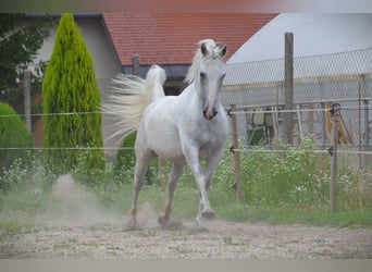 Koń lipicański, Wałach, 5 lat, 145 cm, Siwa