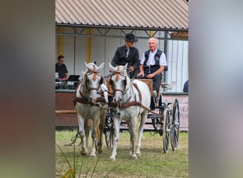 Koń lipicański, Wałach, 5 lat, 145 cm, Siwa